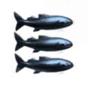 Mostly Harmless Corp