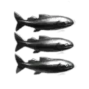 The Honorable Company of Capsuleers