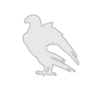 sirasagi yui Corporation