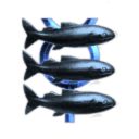 Followers of the Blue Ikea Shark